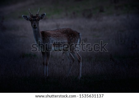
recording of a male fallow deer .... at night ...