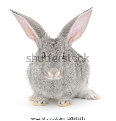 Isolated image of a gray bunny rabbit.