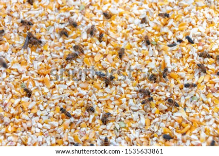 A close up view of swam of honey bees in a container of yellow corn digging nectar and pollen 