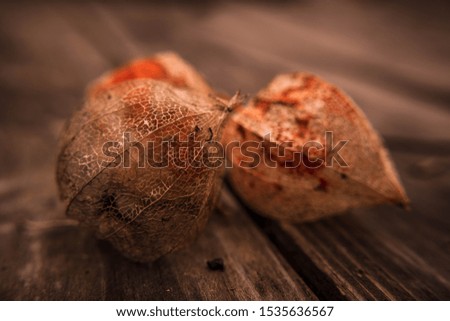 Chinese lantern fruits. Selective focus, close up, blurry background, macro.