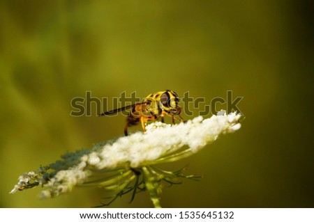 Photography of insects in nature. Photo insects. Macrophotography.
