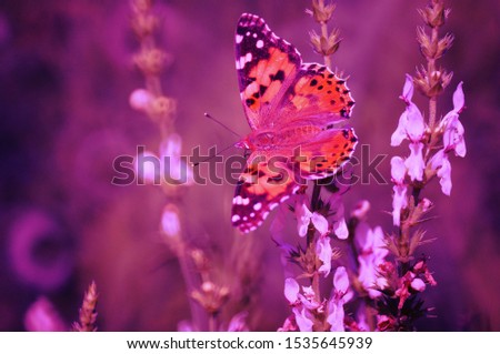 Photo of a butterfly in nature. Photo insects. Macrophotography.