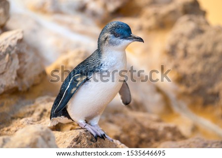  Fairy penguin, Eudyptula minor is the smallest species of penguin, this one is standing out of the water, on a large rock looking to the right ,soft out of focus background.