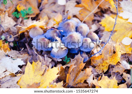 mushrooms and colored autumn leaves
