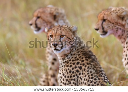 Portrait of Cheetah Amanis cub with two siblings in the background after eating in Masai Mara, Kenya
