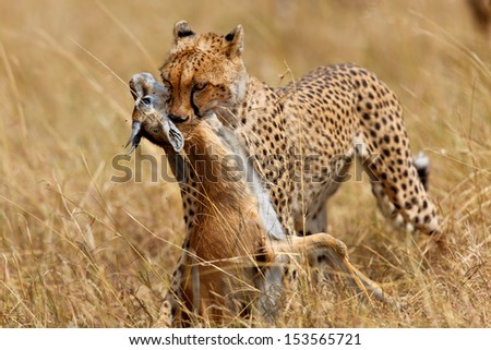 Cheetah female Narasha just hunted a Thomson gazelle in Masai Mara, Kenya