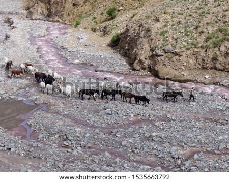 Group of mules near a river in the Valley of Markha in the Ladakh in India.