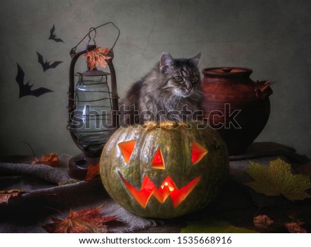 Halloween with pumpkin and old tabby cat