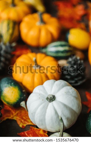 Group of colorful halloween decoration pumpkins at brown background. Varieties of pumpkins and squashes collection. View of squash and pumpkins for Halloween 