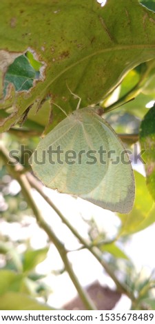 Common brimstone butterfly on a lemon tree gonepteryx rhamni