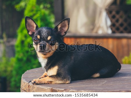 Chihuahua is sitting on the bench. Pretty brown chihuahua dog standing and facing the camera. chihuahua has a cheeky look. The dog walks in the park. Black-brown-white color of chihuahua. dog