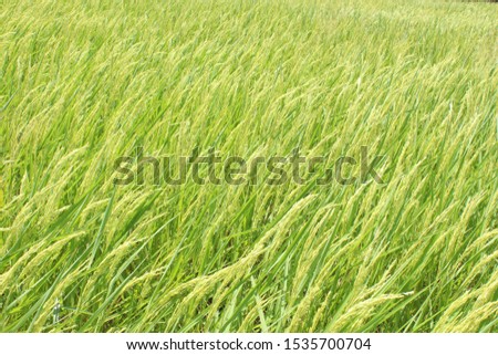 The rice in the green farm is starting to have many grains that are waiting to be harvested soon.