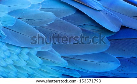 Blue and Gold Macaw wing feathers  Royalty-Free Stock Photo #153571793