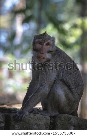 A wild monkey on forest of mount Tidar Magelang Cetral Java Indonesia Royalty-Free Stock Photo #1535735087