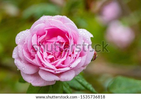 A beautiful roses after rain