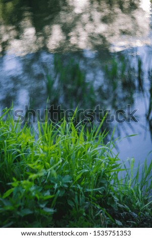 Picturesque pond in the summer forest