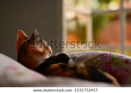 A shallow focus of a cute cat laying in bed looking like it just woke up