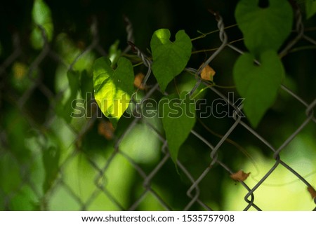 
barbed steel fence with tree