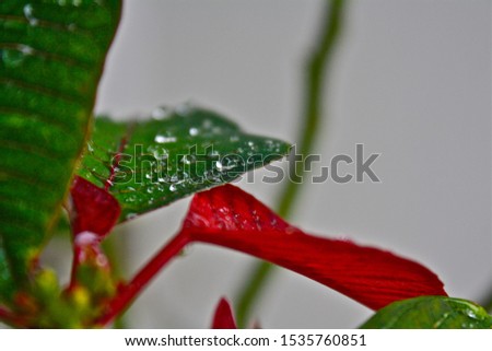 Raindrops on our christmas plant red and green