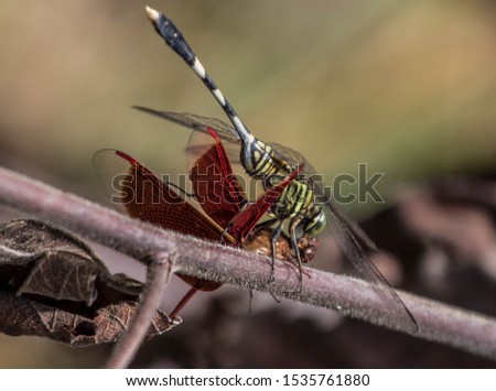 two dragonfly having a kiss, but actually the green dragonfly eat the red one.
