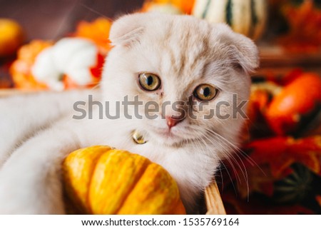 A Yellow baby British shorthair kitty with halloween pumpkins at brown autumn background