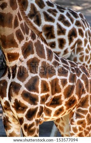 detail of the beautiful spotted fur coat of two African giraffes