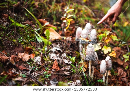 Girl finger points to a poisonous mushroom in the autumn forest. Beautiful screensaver