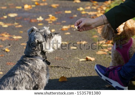 A loyal Schnauzer eagerly awaits a treat from its owner, displaying its distinctive grey and white coat in a public park.
