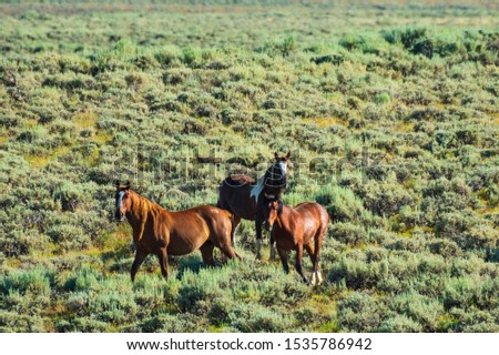 Wild Horses, Bureau of Land Management, Wild Horse Range, Rock Springs Wyoming Royalty-Free Stock Photo #1535786942