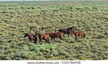 Wild Horses, Bureau of Land Management, Wild Horse Range, Rock Springs Wyoming Royalty-Free Stock Photo #1535786948
