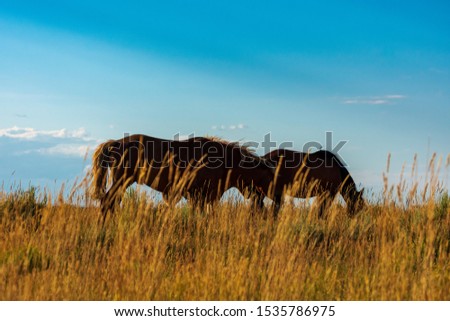 Wild Horses, Bureau of Land Management, Wild Horse Range, Rock Springs Wyoming Royalty-Free Stock Photo #1535786975