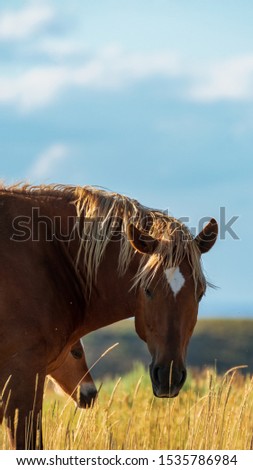 Wild Horses, Bureau of Land Management, Wild Horse Range, Rock Springs Wyoming Royalty-Free Stock Photo #1535786984