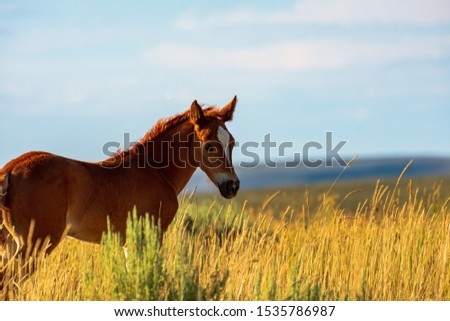 Wild Horse, Bureau of Land Management, Wild Horse Range, Rock Springs Wyoming Royalty-Free Stock Photo #1535786987