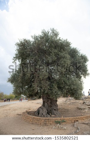 Ancient Olive Tree in Grove