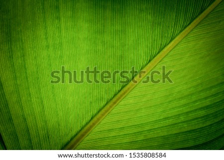 green leaf pattern texture background.