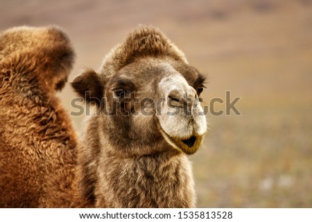 Bactrian camel in the Gobi desert of Mongolia, beautiful closeup portrait Royalty-Free Stock Photo #1535813528