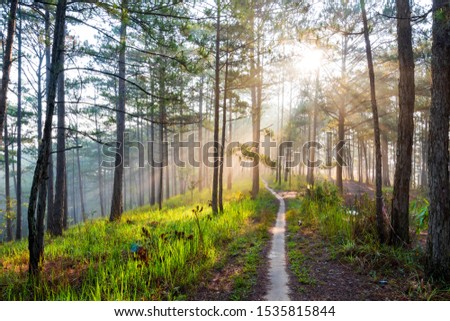Walking and trip on small trail in the pine forest with beauty in nature and radiant light at the sunrise. Photo used for advertising, idea design, travel and more