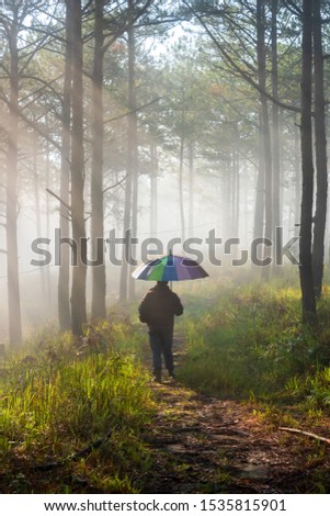 Walking and trip on small trail in the pine forest with beauty in nature and radiant light at the sunrise. Photo used for advertising, idea design, travel and more