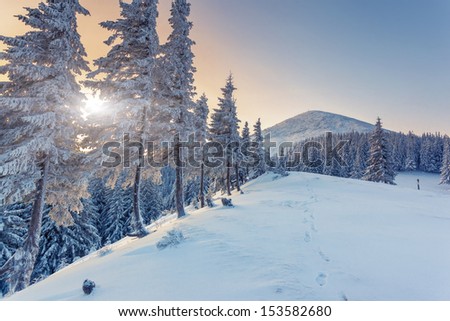 Fantastic winter landscape. Blue sky. Carpathian, Ukraine, Europe. Beauty world.