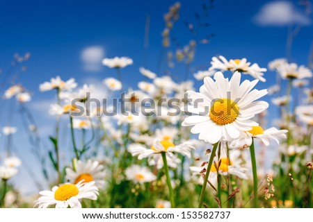 Summer field with white daisies on blue sky. Ukraine, Europe. Beauty world.