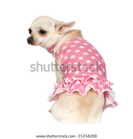 chihuahua (2 years) in front of a white background