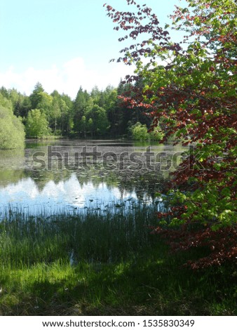 Lovely Scottish pond scene in woodlands
