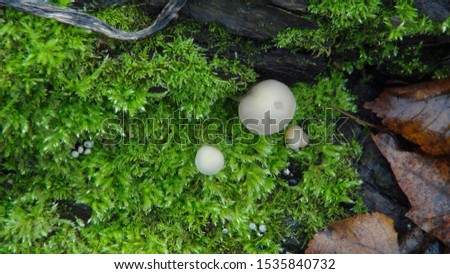 mushrooms in the forest after rain in the autumn season