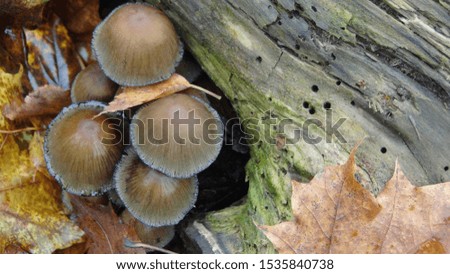 mushrooms in the forest after rain in the autumn season