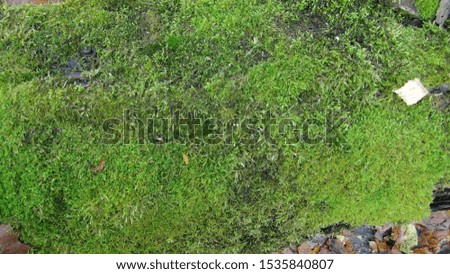 green moss on a tree trunk in the forest in autumn time of the year after rain