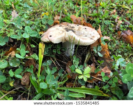 Mushroom in a forest closeup