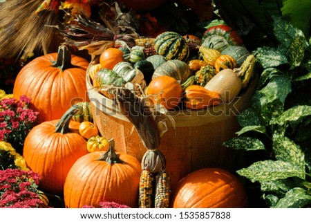 An October Halloween scene showing pumpkins and gourds