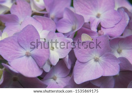 Tender pink bigleaf hydrangea or French hydrangea or lacecap or penny mac or hortensia (Hydrangea macrophylla) flowers close up