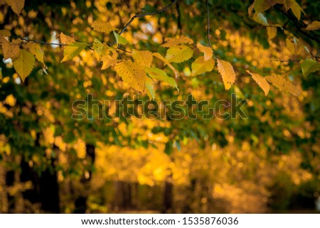 Autumm leave and blurred nature background. Colorful foliage in the park. Falling leaves natural background .Autumn season concept.