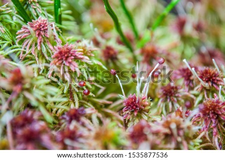 Sphagnum, commonly known as "peat moss", close up. Royalty-Free Stock Photo #1535877536